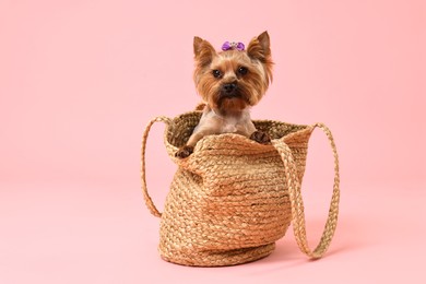 Cute Yorkshire Terrier dog in wicker bag on pink background