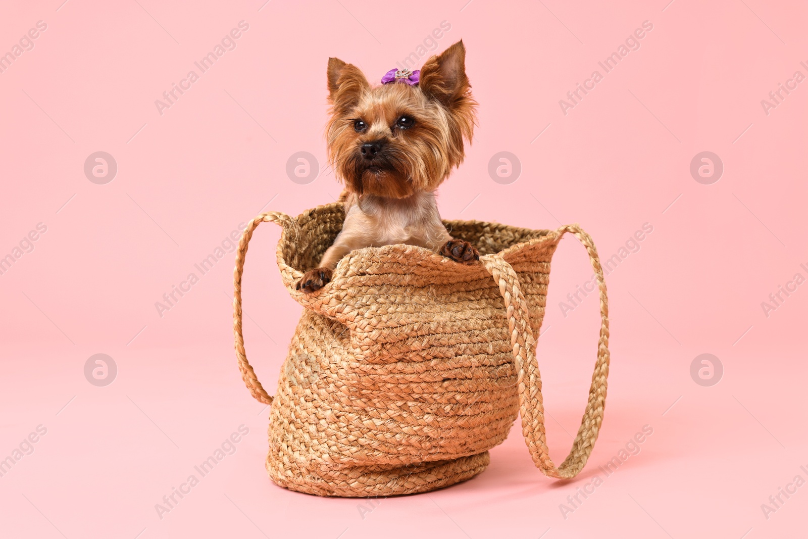 Photo of Cute Yorkshire Terrier dog in wicker bag on pink background