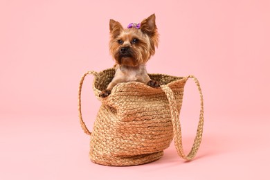 Cute Yorkshire Terrier dog in wicker bag on pink background