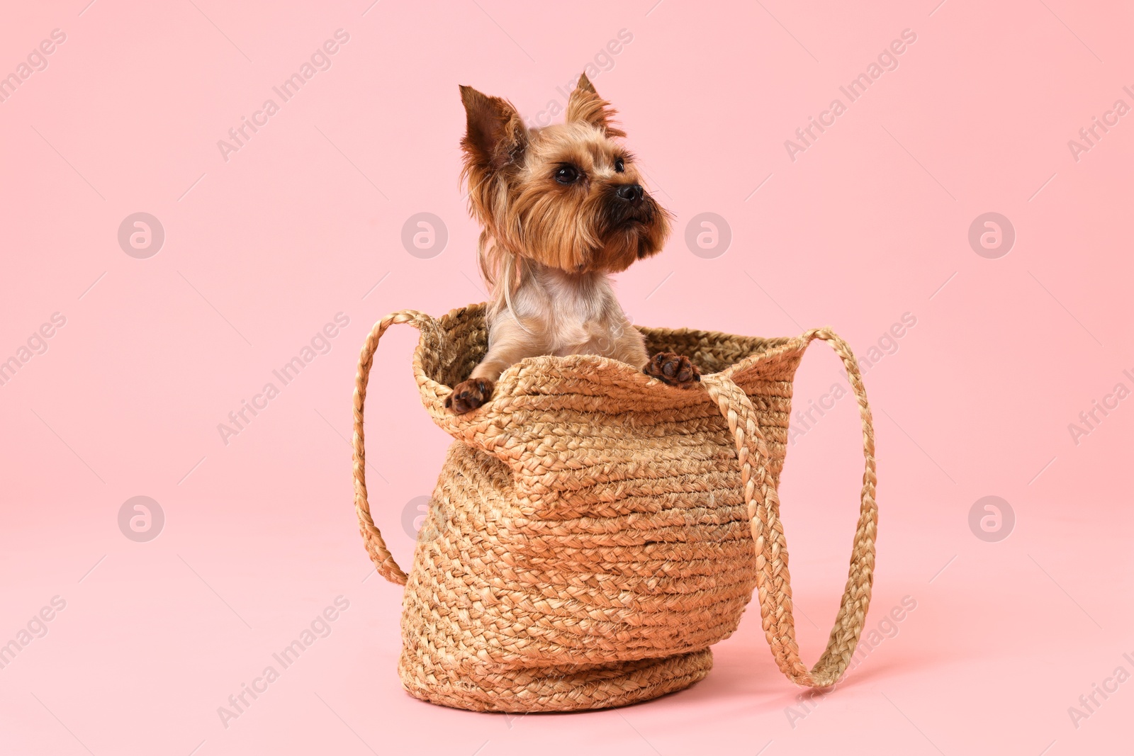 Photo of Cute Yorkshire Terrier dog in wicker bag on pink background