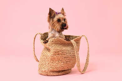 Photo of Cute Yorkshire Terrier dog in wicker bag on pink background