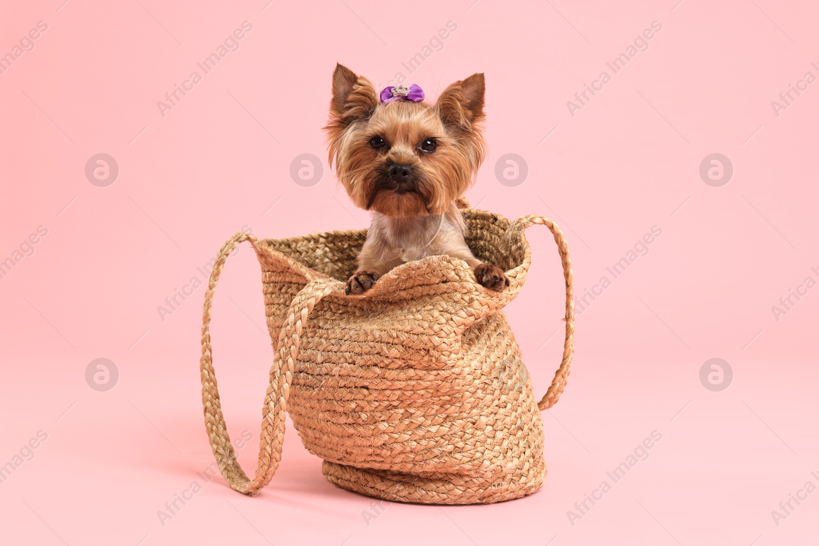 Photo of Cute Yorkshire Terrier dog in wicker bag on pink background