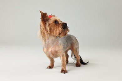 Cute Yorkshire Terrier dog on light grey background