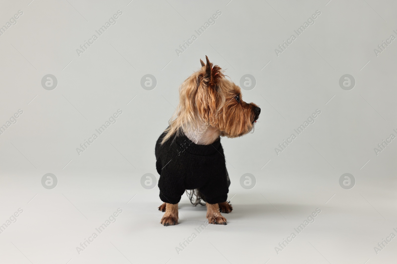 Photo of Cute Yorkshire Terrier dog in stylish pet`s clothes on light grey background