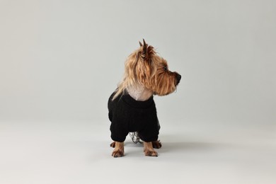 Cute Yorkshire Terrier dog in stylish pet`s clothes on light grey background