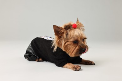 Photo of Cute Yorkshire Terrier dog in stylish pet`s clothes on light grey background