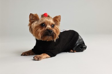 Cute Yorkshire Terrier dog in stylish pet`s clothes on light grey background