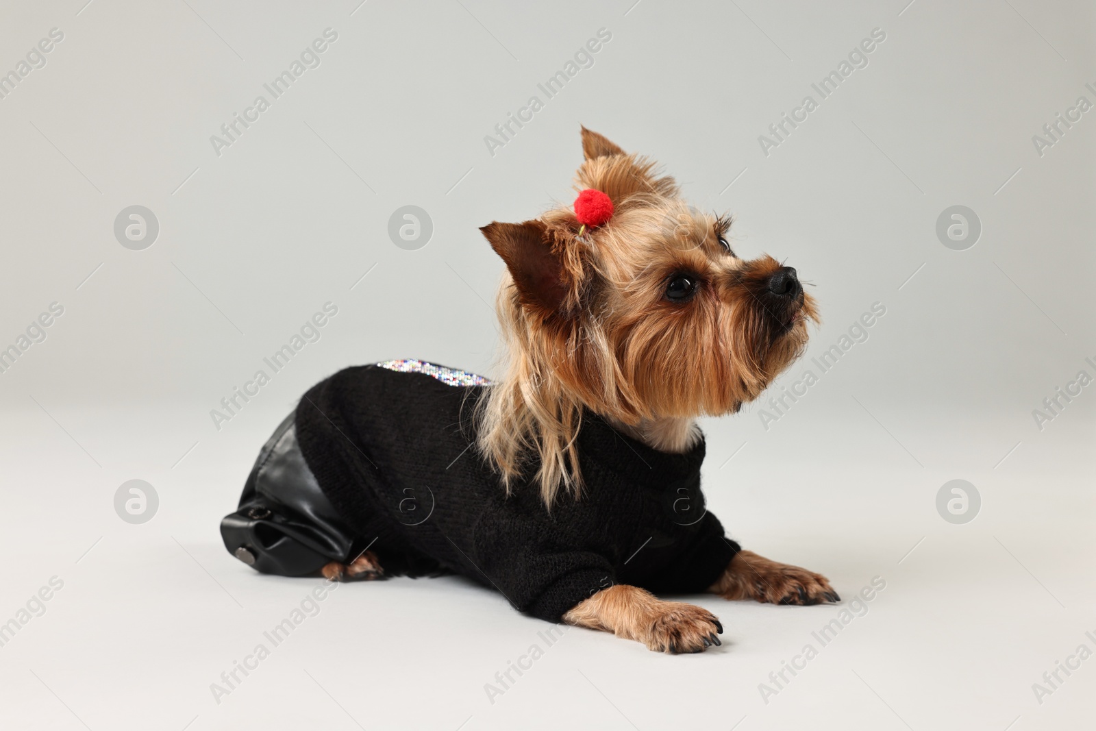 Photo of Cute Yorkshire Terrier dog in stylish pet`s clothes on light grey background