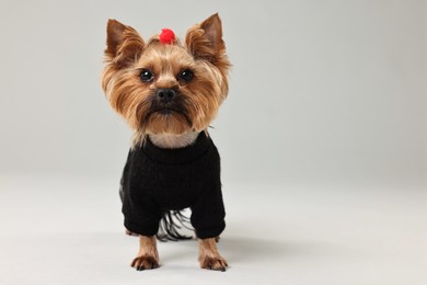 Cute Yorkshire Terrier dog in stylish pet`s clothes on light grey background, space for text