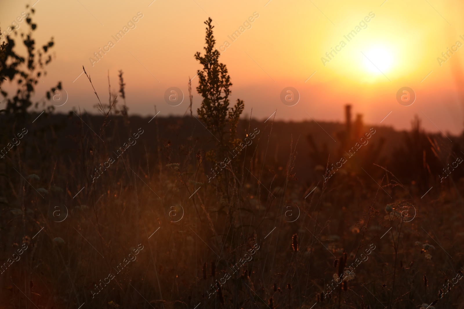 Photo of Beautiful view of plants at sunrise in morning, closeup