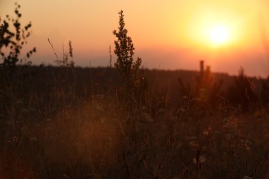 Beautiful view of plants at sunrise in morning, closeup