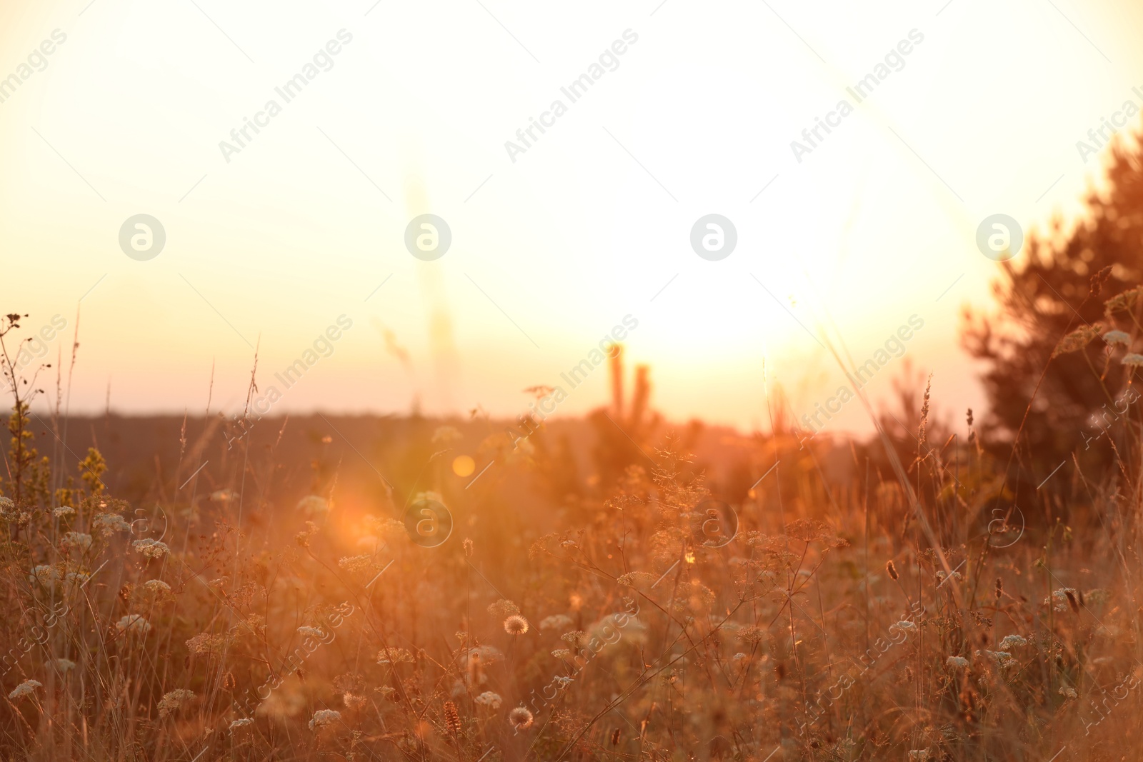 Photo of Beautiful view of plants at sunrise in morning, closeup