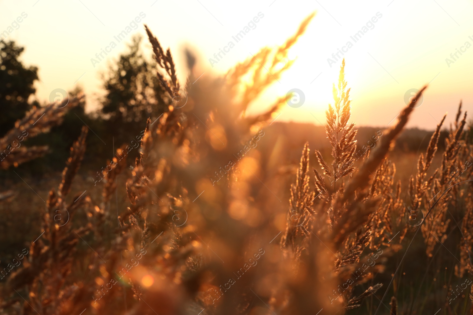 Photo of Beautiful view of plants at sunrise in morning, closeup