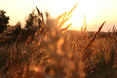 Photo of Beautiful view of plants at sunrise in morning, closeup