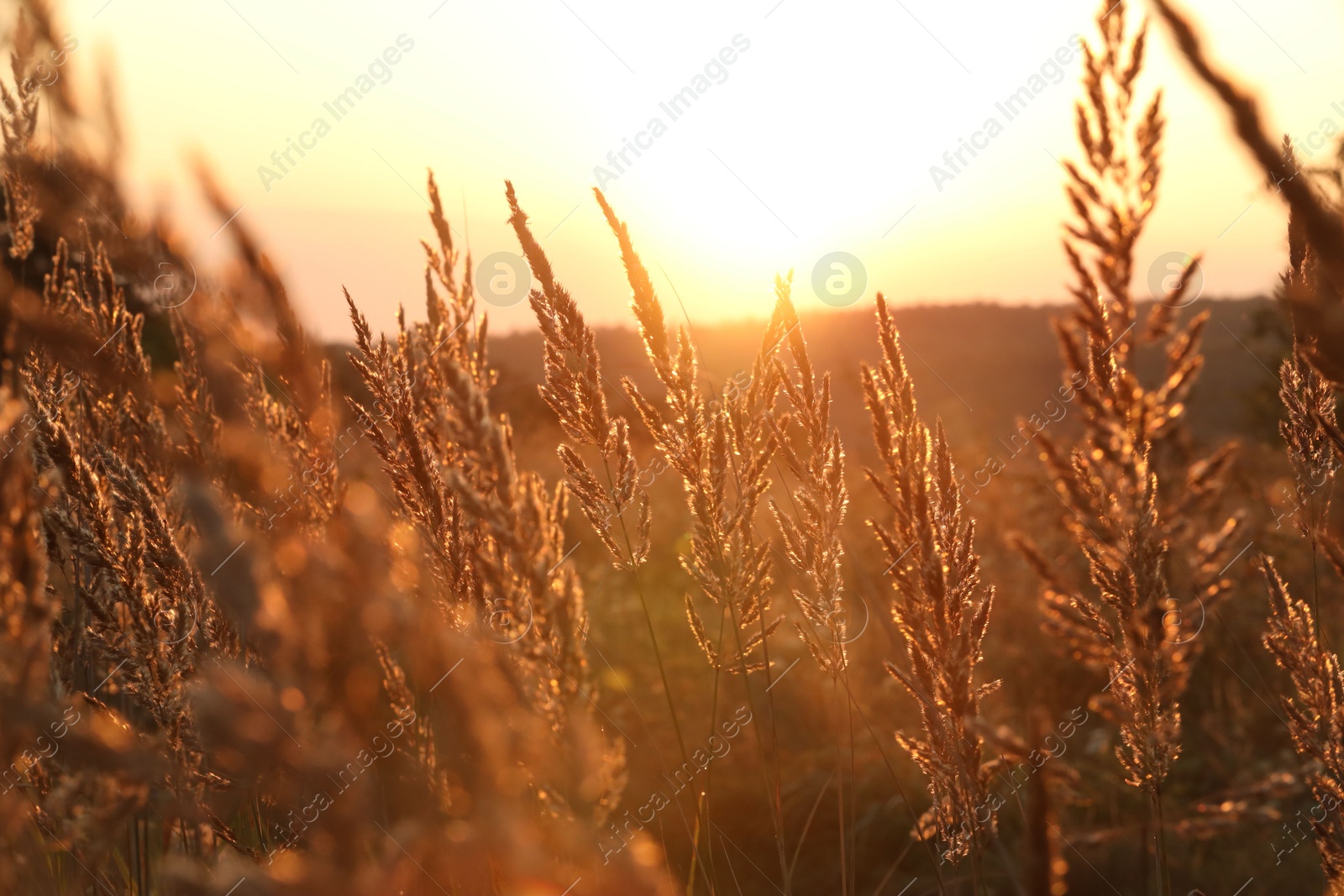 Photo of Beautiful view of plants at sunrise in morning, closeup