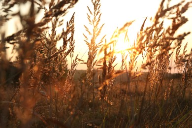 Photo of Beautiful view of plants at sunrise in morning, closeup