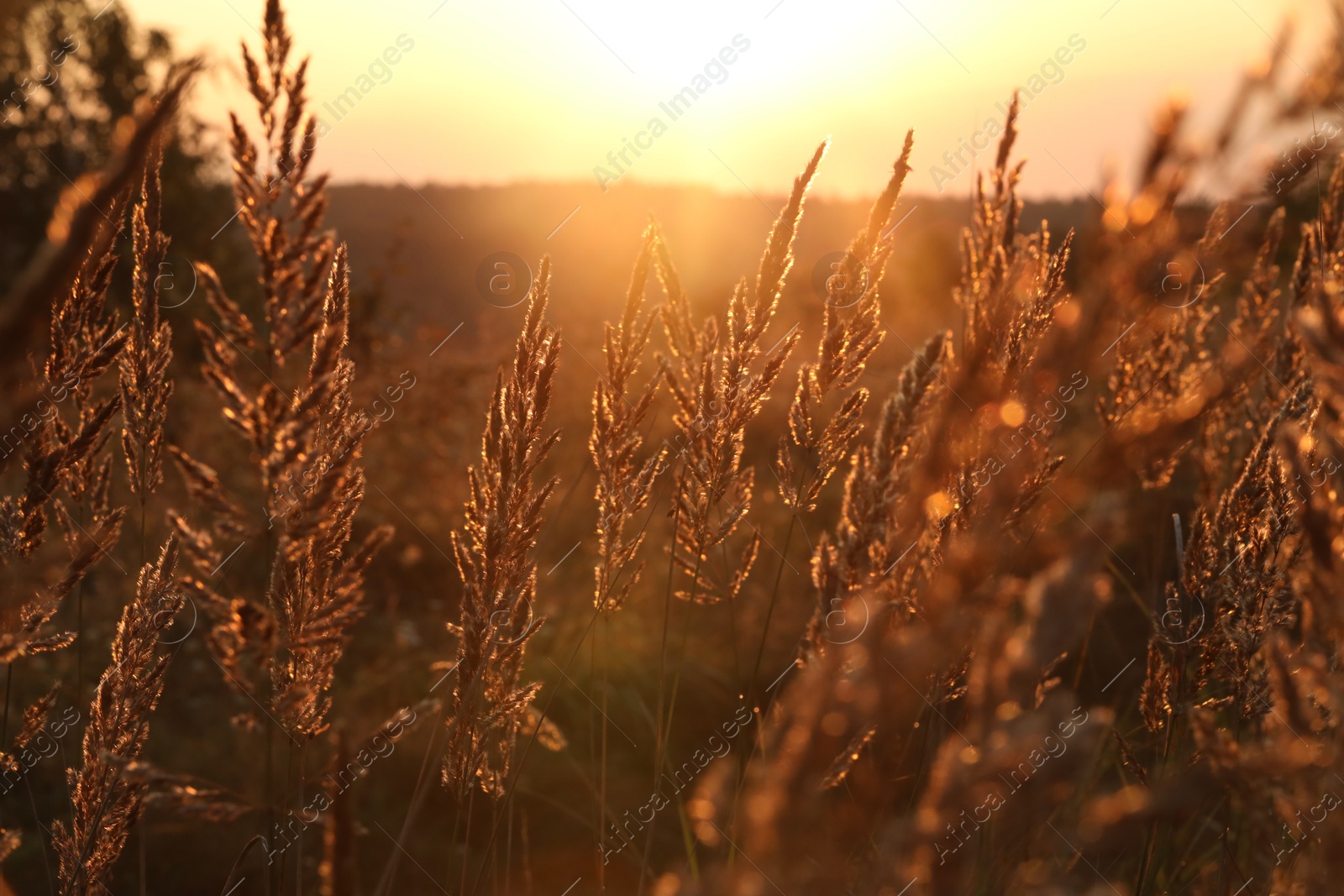 Photo of Beautiful view of plants at sunrise in morning, closeup