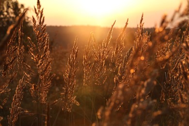 Beautiful view of plants at sunrise in morning, closeup