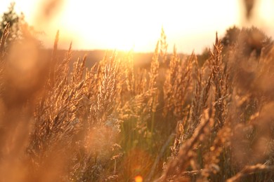 Beautiful view of plants at sunrise in morning, closeup