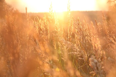 Photo of Beautiful view of plants at sunrise in morning, closeup