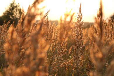 Beautiful view of plants at sunrise in morning, closeup