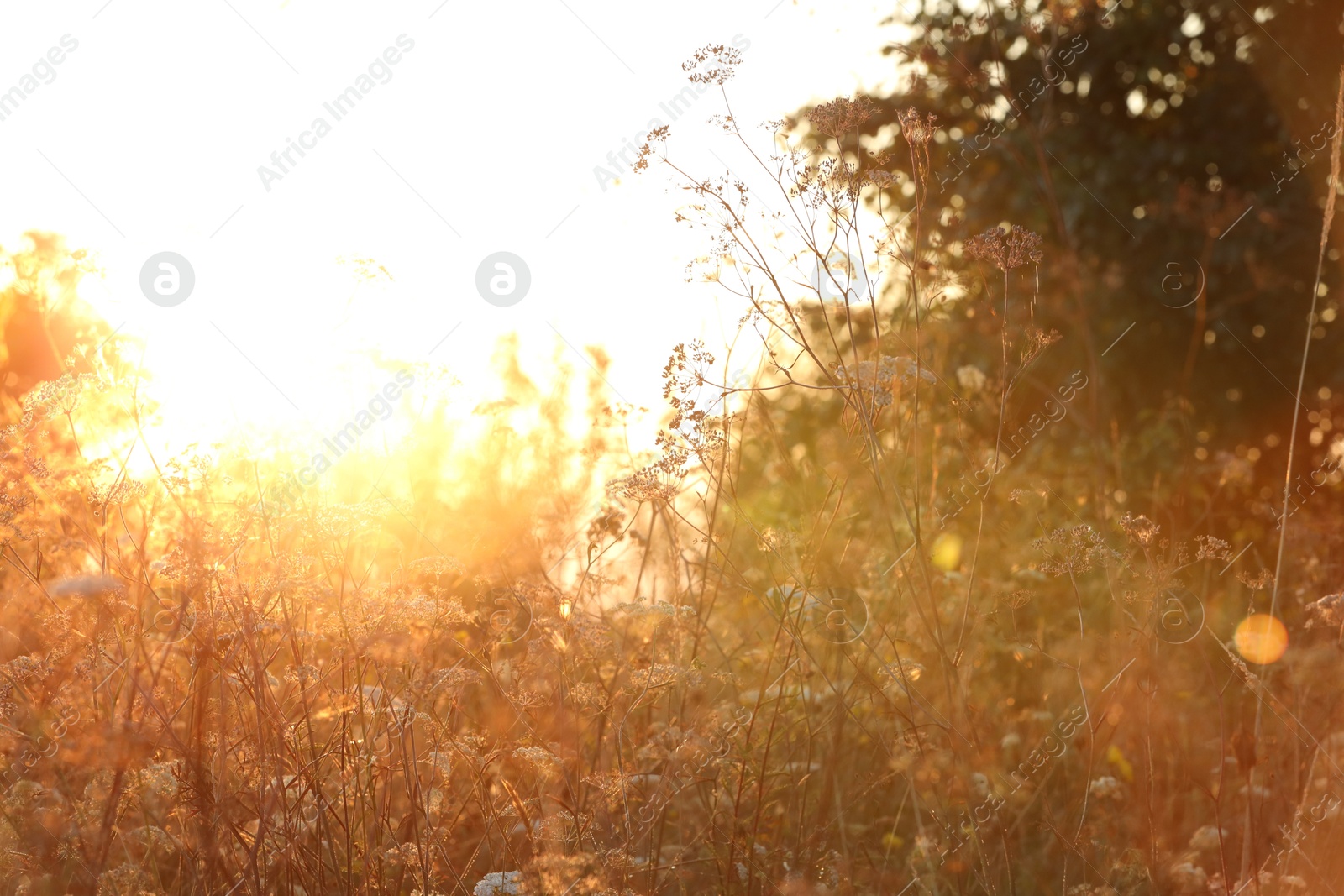 Photo of Beautiful view of plants at sunrise in morning, closeup