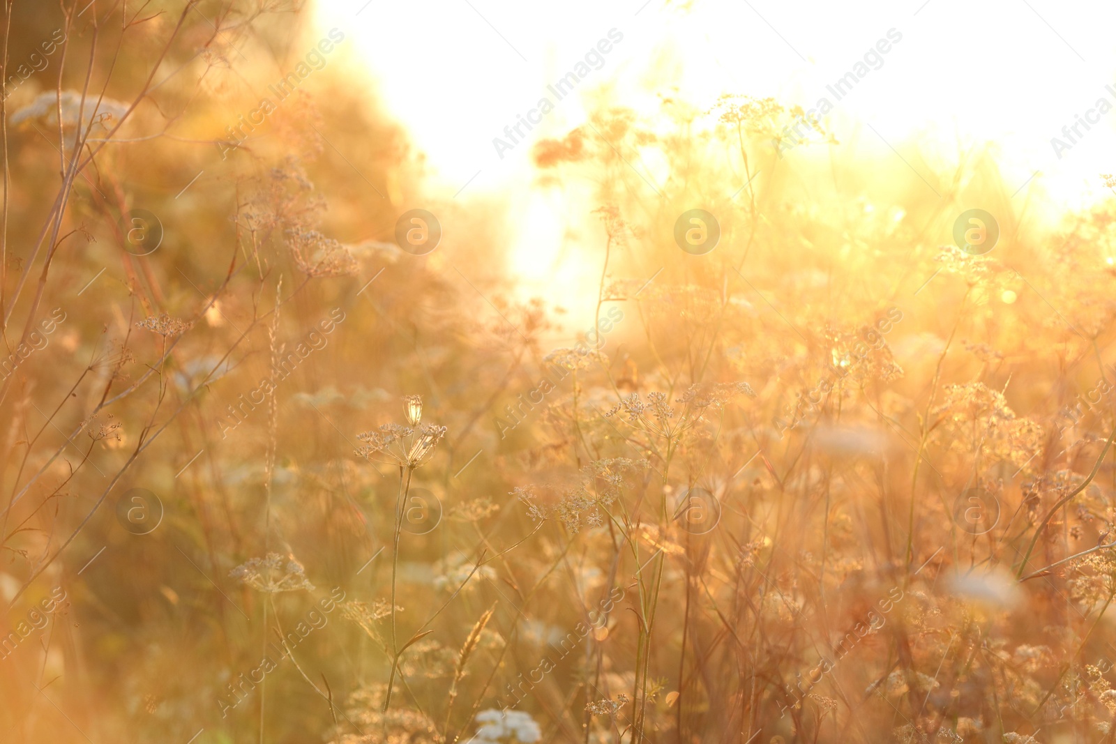 Photo of Beautiful view of plants at sunrise in morning, closeup