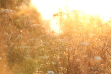 Beautiful view of plants at sunrise in morning, closeup