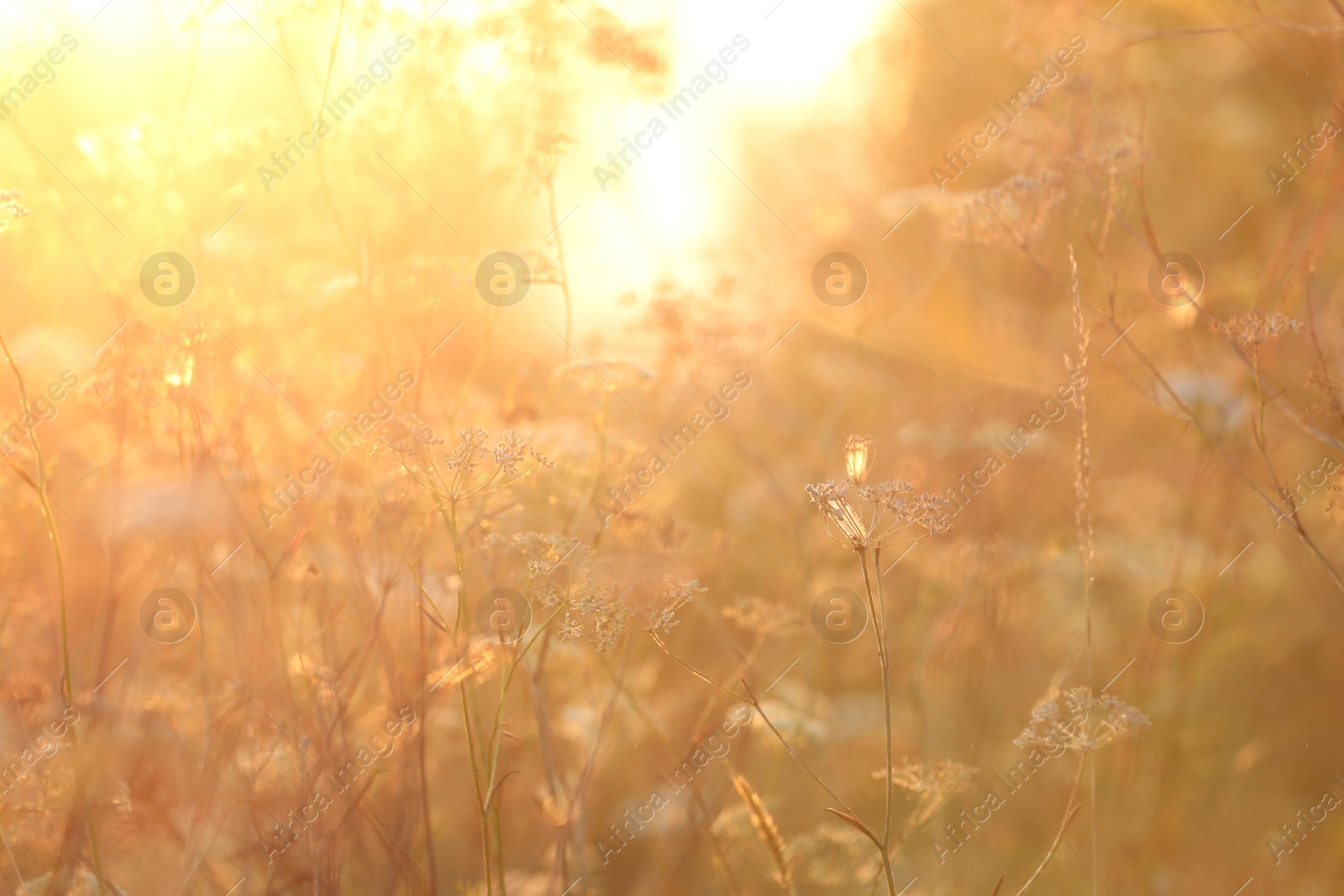 Photo of Beautiful view of plants at sunrise in morning, closeup