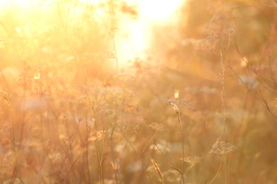 Beautiful view of plants at sunrise in morning, closeup