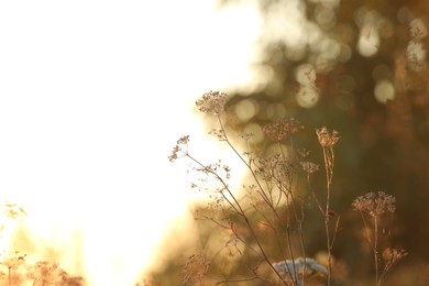 Beautiful view of plants at sunrise in morning, closeup