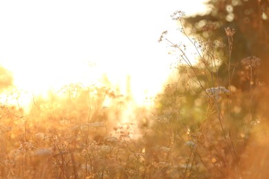 Beautiful view of plants at sunrise in morning, closeup