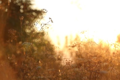 Beautiful view of plants at sunrise in morning, closeup