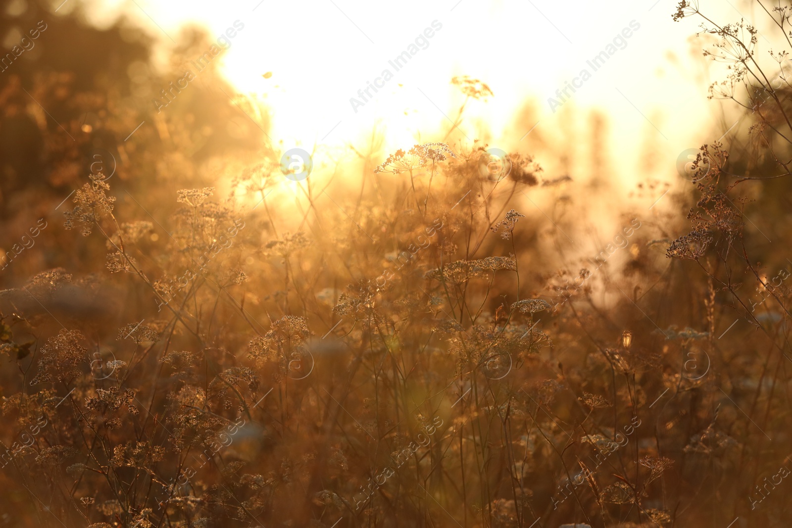 Photo of Beautiful view of plants at sunrise in morning, closeup