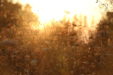 Beautiful view of plants at sunrise in morning, closeup