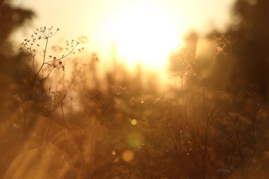 Beautiful view of plants at sunrise in morning, closeup