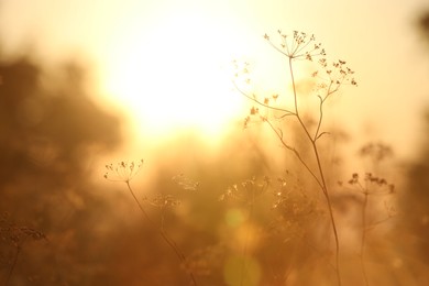 Beautiful view of plants at sunrise in morning, closeup