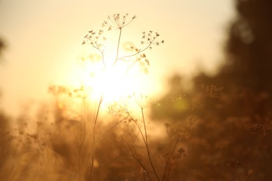 Photo of Beautiful view of plants at sunrise in morning, closeup