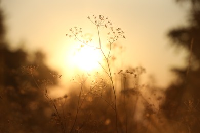 Photo of Beautiful view of plants at sunrise in morning, closeup