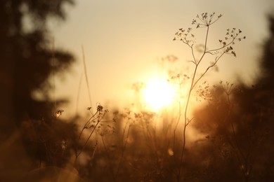 Photo of Beautiful view of plants at sunrise in morning, closeup