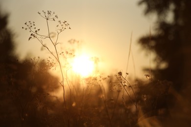 Photo of Beautiful view of plants at sunrise in morning, closeup