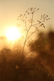 Photo of Beautiful view of plants at sunrise in morning, closeup