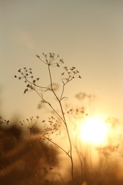 Beautiful view of plants at sunrise in morning, closeup