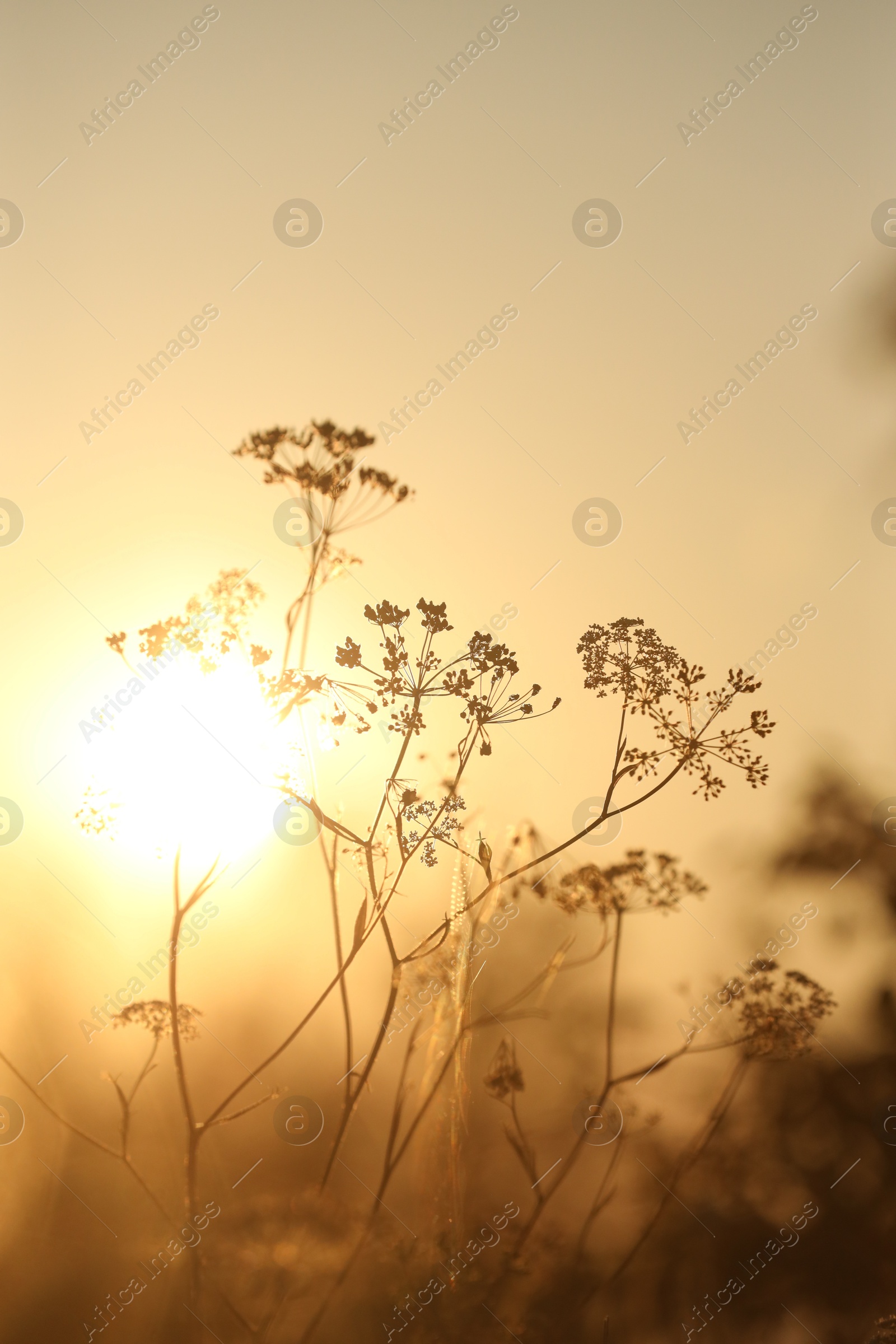 Photo of Beautiful view of plants at sunrise in morning, closeup