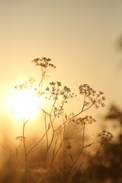 Beautiful view of plants at sunrise in morning, closeup