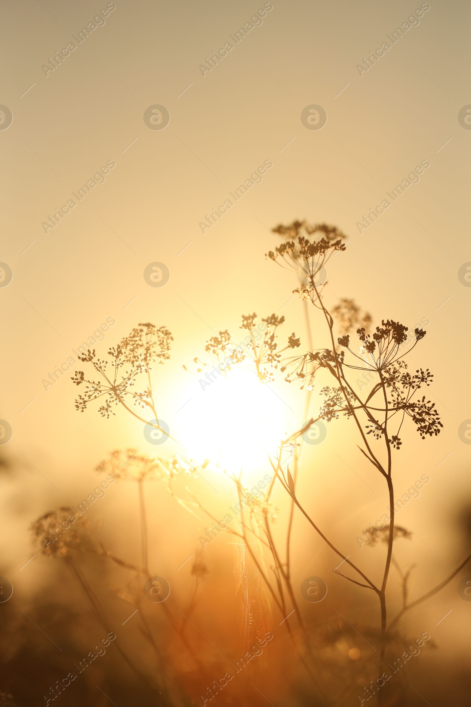 Photo of Beautiful view of plants at sunrise in morning, closeup