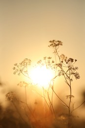 Photo of Beautiful view of plants at sunrise in morning, closeup