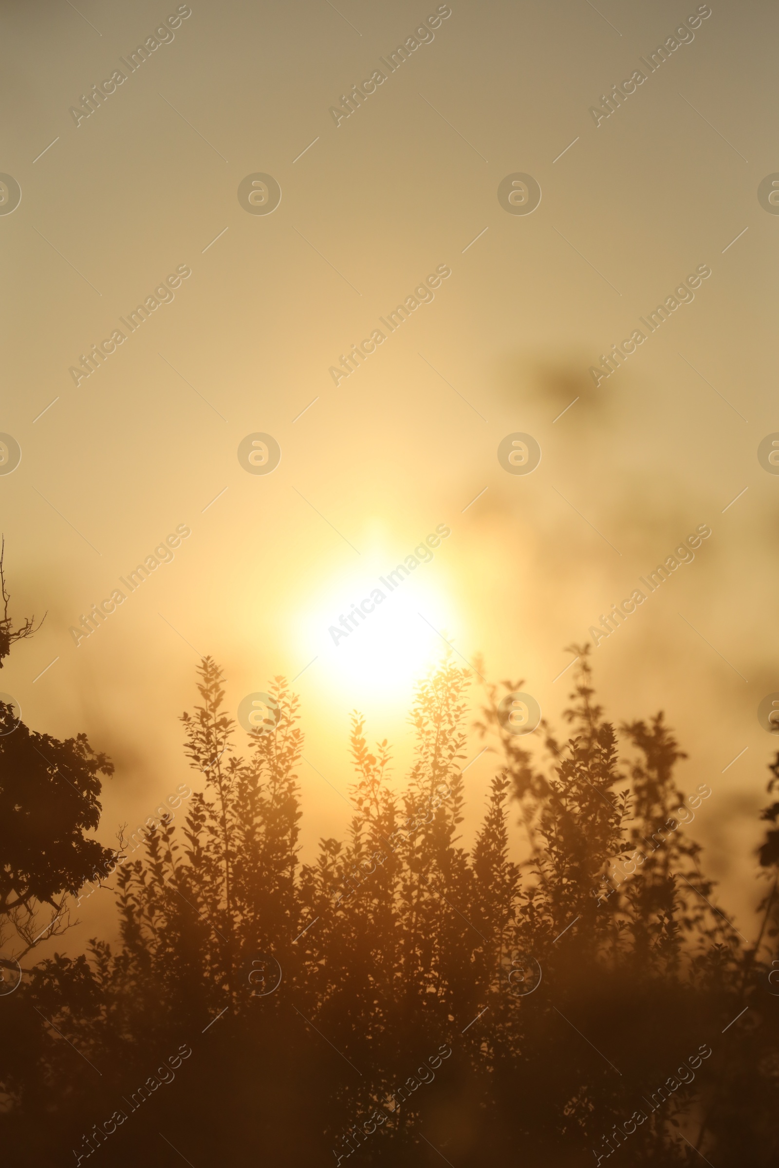 Photo of Beautiful view of plants at sunrise in morning, closeup