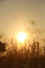 Photo of Beautiful view of plants at sunrise in morning, closeup