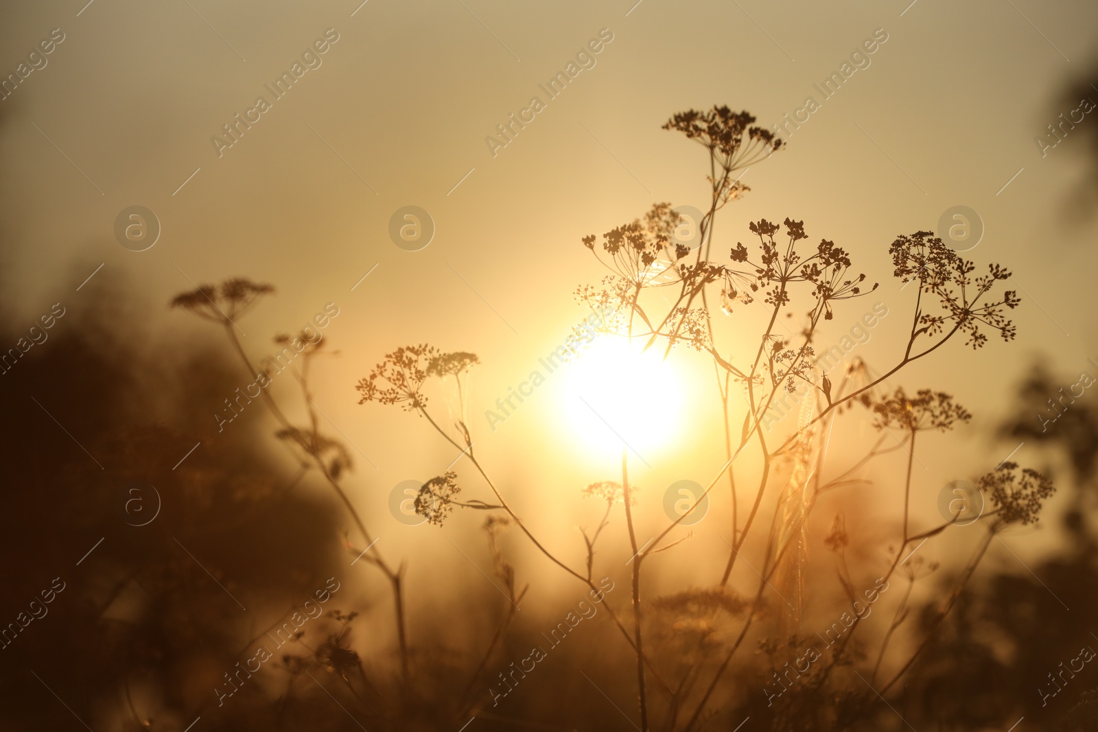 Photo of Beautiful view of plants at sunrise in morning, closeup